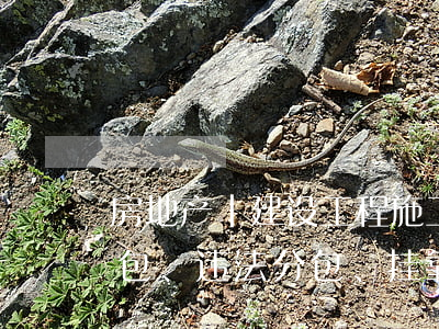房地产 | 建设工程施工合同效力的认定「转包、违法分包、挂靠、内部承包」